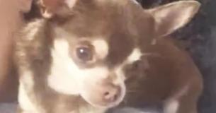 Zeemeeuw pakt chihuahua uit tuin - Eigenaar hond blijft eenzaam achter Zeemeeuw pakt chihuahua uit tuin - Eigenaar hond blijft eenzaam achter