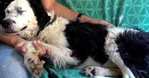 Geredde hond valt in slaap op schoot van de redder nadat ze doorheeft dat ze is gered Geredde hond valt in slaap op schoot van de redder nadat ze doorheeft dat ze is gered