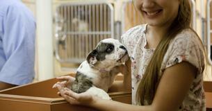 Dogs And Cats Can Rejoice, Michigan Is Now A No-Kill State For Shelter Animals Dogs And Cats Can Rejoice, Michigan Is Now A No-Kill State For Shelter Animals