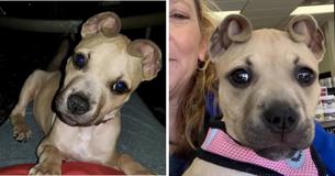 Meet Cinnamon, The Puppy With Cute 'Cinnamon Roll' Ears Meet Cinnamon, The Puppy With Cute 'Cinnamon Roll' Ears