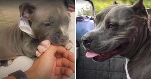 No quería adoptar al perrito, pero cambió de planes cuando le dijeron que iban a sacrificarlo No quería adoptar al perrito, pero cambió de planes cuando le dijeron que iban a sacrificarlo