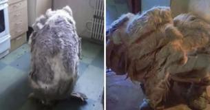 Cachorrinho encontrado sozinho em cozinha se transforma em outra criatura após a tosa de 4 sacos de lixo em pelos Cachorrinho encontrado sozinho em cozinha se transforma em outra criatura após a tosa de 4 sacos de lixo em pelos