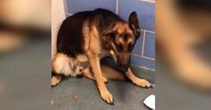 Família abandona leal cachorrinho por estarem esperando um bebê Família abandona leal cachorrinho por estarem esperando um bebê