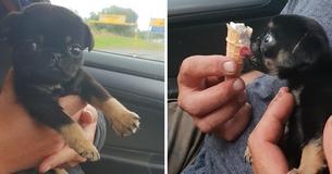Filhotinho minúsculo de cachorro é encontrado e resgatado depois de ter sido jogado fora Filhotinho minúsculo de cachorro é encontrado e resgatado depois de ter sido jogado fora