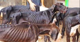 13 Dogues Alemães famintos são salvos de uma fazenda de criação abandonada 13 Dogues Alemães famintos são salvos de uma fazenda de criação abandonada