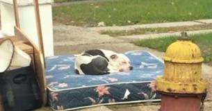 Un chien a attendu que sa famille revienne vers lui après qu'ils l'aient laissé seul avec un matelas Un chien a attendu que sa famille revienne vers lui après qu'ils l'aient laissé seul avec un matelas