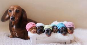 Proud Dachshund Takes Adorable Maternity Pictures With Her Six Puppies Proud Dachshund Takes Adorable Maternity Pictures With Her Six Puppies