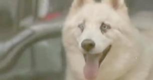 Un chien déprimé s'échappe de la maison pour rendre visite à son propriétaire hospitalisé Un chien déprimé s'échappe de la maison pour rendre visite à son propriétaire hospitalisé