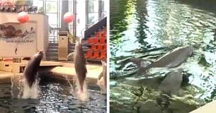 Un bébé dauphin de neuf jours décède Un bébé dauphin de neuf jours décède