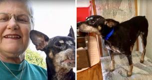 Une femme demande au refuge le chien le plus âgé et le plus difficile à adopter et le ramène chez elle Une femme demande au refuge le chien le plus âgé et le plus difficile à adopter et le ramène chez elle