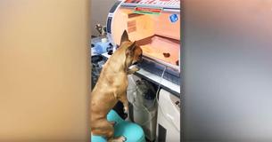 Une mère chien veille sur ses chiots nouveau-nés prématurés Une mère chien veille sur ses chiots nouveau-nés prématurés