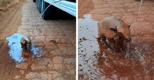 Thirsty-Looking Armadillo Gets His Fill After Man Stops To Pour Him A Drink Thirsty-Looking Armadillo Gets His Fill After Man Stops To Pour Him A Drink