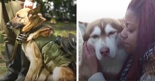Air Force Officials Are Looking For People To Adopt Retired Military Dogs Air Force Officials Are Looking For People To Adopt Retired Military Dogs