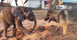 Sick Baby Elephant Cast Out By His Herd Gives Up On Life, But Then He Meets A Dog Sick Baby Elephant Cast Out By His Herd Gives Up On Life, But Then He Meets A Dog