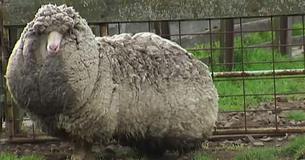 Shaun le mouton a voyagé à travers la nature sauvage et a réussi à se cacher pendant six ans Shaun le mouton a voyagé à travers la nature sauvage et a réussi à se cacher pendant six ans