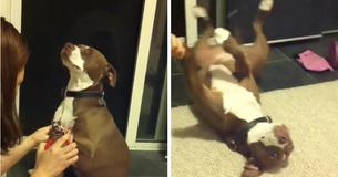 Pitbull täuscht Ohnmachtsanfälle vor, um dem Kürzen der Krallen zu entgehen Pitbull täuscht Ohnmachtsanfälle vor, um dem Kürzen der Krallen zu entgehen