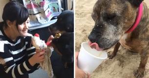 Woman Starts Hospice For Terminal Dogs To Ensure Their Last Days Are Happy Woman Starts Hospice For Terminal Dogs To Ensure Their Last Days Are Happy