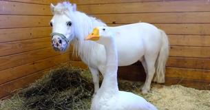 Miniature Horse And Goose Find Forever Home Together After Being Rescued Miniature Horse And Goose Find Forever Home Together After Being Rescued