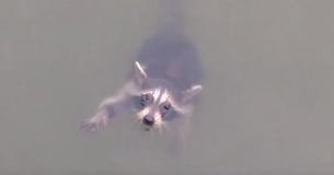 Sailors Heard Little Raccoon’s Cries And Took Him Into Shore Sailors Heard Little Raccoon’s Cries And Took Him Into Shore
