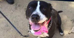 Pup Patiently Waits At A Shelter For 2,531 Days Hoping For Somebody To Adopt Her Pup Patiently Waits At A Shelter For 2,531 Days Hoping For Somebody To Adopt Her