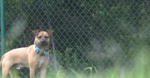 Animal Shelter Will Not Give Up On Its Longest Resident Ever Animal Shelter Will Not Give Up On Its Longest Resident Ever