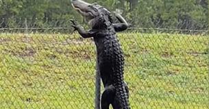 Alligator In Florida Spotted Climbing Fence Alligator In Florida Spotted Climbing Fence