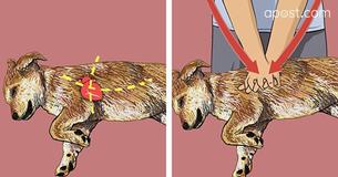 Pet Owners Can Learn At-Home CPR To Save A Dog's Life Pet Owners Can Learn At-Home CPR To Save A Dog's Life