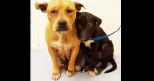 Deux pit-bulls effrayés se sont blottis l'un contre l'autre au refuge sur la voie d'un avenir meilleur Deux pit-bulls effrayés se sont blottis l'un contre l'autre au refuge sur la voie d'un avenir meilleur
