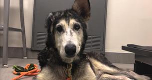 Dog Hospice Program Gives Terminally Ill Shelter Dogs Loving Homes During Their Final Days Dog Hospice Program Gives Terminally Ill Shelter Dogs Loving Homes During Their Final Days