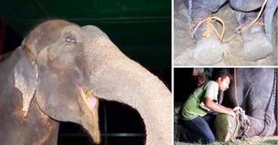 Un éléphant a passé cinquante ans de sa vie enchaîné avant d'être enfin libéré Un éléphant a passé cinquante ans de sa vie enchaîné avant d'être enfin libéré