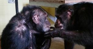 Lonely Chimp Saved From Roadside Zoo Meets Another Chimp For First Time In Years Lonely Chimp Saved From Roadside Zoo Meets Another Chimp For First Time In Years
