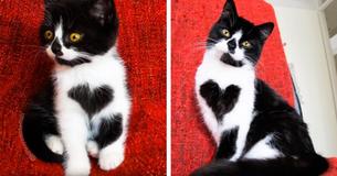 Zoë Le chat est née avec des marques de coeur sur sa poitrine Zoë Le chat est née avec des marques de coeur sur sa poitrine