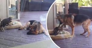 Misbehaving German Shepard Puppy Doesn't Want To Take A Nap So Mama Dog Steps In Misbehaving German Shepard Puppy Doesn't Want To Take A Nap So Mama Dog Steps In