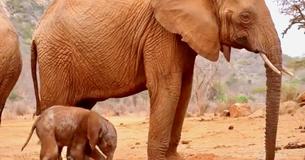 Wild Elephant Returns To her Rescuers With Her Newborn In Tow Wild Elephant Returns To her Rescuers With Her Newborn In Tow