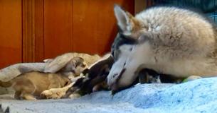 Police Officers Rescue Dog With Newborn Puppies At Home After She Was Injured In Hit-And-Run Police Officers Rescue Dog With Newborn Puppies At Home After She Was Injured In Hit-And-Run