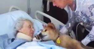 Woman On Her Deathbed Holds 19-Year-Old Service Dog Close, And The Dog Immediately Comforts Her Woman On Her Deathbed Holds 19-Year-Old Service Dog Close, And The Dog Immediately Comforts Her
