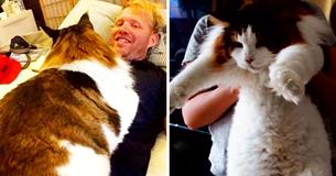 This 30lb Main Coon Cat Might Be The Largest Feline In New York City This 30lb Main Coon Cat Might Be The Largest Feline In New York City