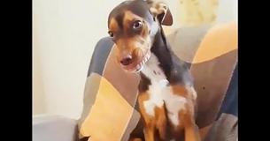 Un chien discret vole les dentiers de grand-mère et ne peut s'empêcher de Un chien discret vole les dentiers de grand-mère et ne peut s'empêcher de
