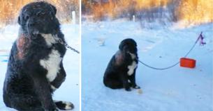 Un chien découvert par des sauveteurs alors qu'il était enchaîné dans le froid glacial pendant 4 ans Un chien découvert par des sauveteurs alors qu'il était enchaîné dans le froid glacial pendant 4 ans