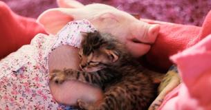 Rescue Piglet And Kitten Buddies Are Inseparable Rescue Piglet And Kitten Buddies Are Inseparable