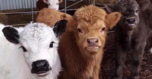 Es posible tener a una vaca miniatura como mascota Es posible tener a una vaca miniatura como mascota