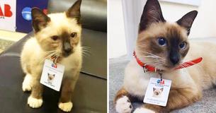 Law Firm Employs Stray Cat After People Filed Complaints About Him Roaming The Front Office Law Firm Employs Stray Cat After People Filed Complaints About Him Roaming The Front Office