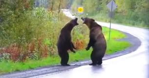 Filmagem rara mostra dois ursos pardos lutando um com o outro no meio da estrada Filmagem rara mostra dois ursos pardos lutando um com o outro no meio da estrada