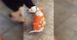 Un chien grièvement blessé se traîne jusqu'à une joggeuse qui vient tout juste de la découvrir sous une voiture. Un chien grièvement blessé se traîne jusqu'à une joggeuse qui vient tout juste de la découvrir sous une voiture.