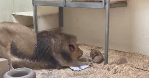 Lion Dad Gets To Meet His New-Born Cub For The First Time Lion Dad Gets To Meet His New-Born Cub For The First Time