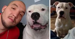 Man Put His Car Up For Sale To Afford Dog's Surgery After The Pup Was Diagnosed With An Intestinal Blockage Man Put His Car Up For Sale To Afford Dog's Surgery After The Pup Was Diagnosed With An Intestinal Blockage