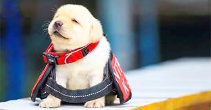 U.S. Citizens Can Adopt Dogs Who Failed Government Training For Being Too Friendly U.S. Citizens Can Adopt Dogs Who Failed Government Training For Being Too Friendly