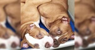 Pitbull Brothers At A Virginia Shelter Clearly Do Not Like Being Separated Pitbull Brothers At A Virginia Shelter Clearly Do Not Like Being Separated