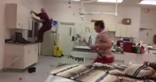 Man Should Get An Oscar For Pretending To Be A Fractious Cat During A Veterinary Training Video Man Should Get An Oscar For Pretending To Be A Fractious Cat During A Veterinary Training Video