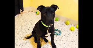 Puppy Wakes Up After Getting Euthanasia Injection, Gets A Second Chance At Life Puppy Wakes Up After Getting Euthanasia Injection, Gets A Second Chance At Life